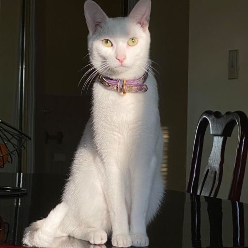 Meet your Posher, Reema